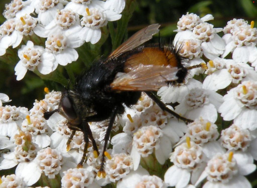 Se  un Tachinidae...